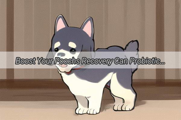 Boost Your Poochs Recovery Can Probiotics Like Lactobacillus Help Cure Canine Parvovirus